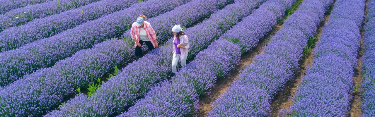 women walking in lavender fields