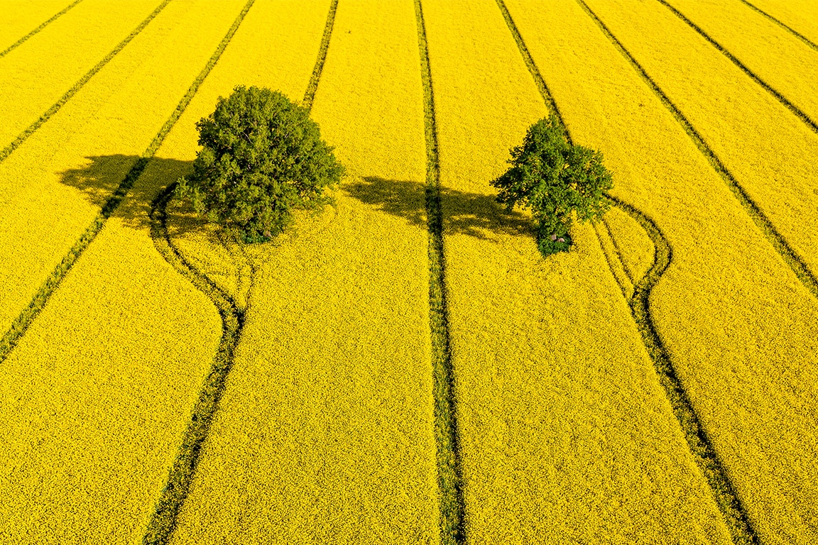 a field with two trees