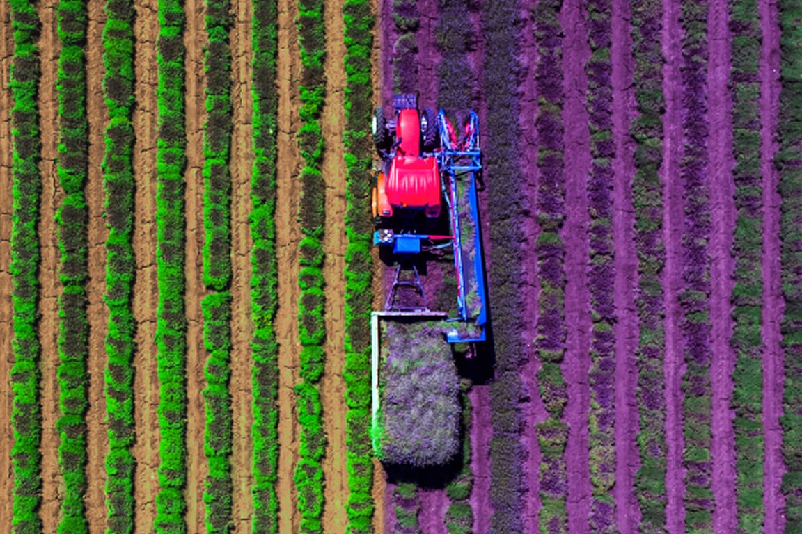 a plantation