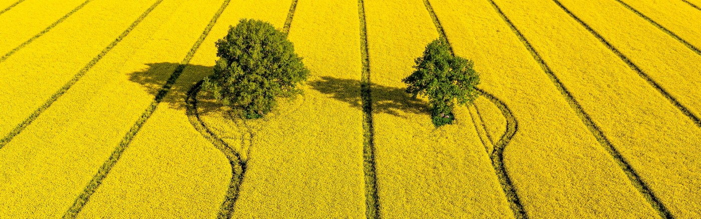 a field with two trees