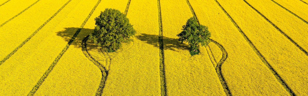 a field with two trees