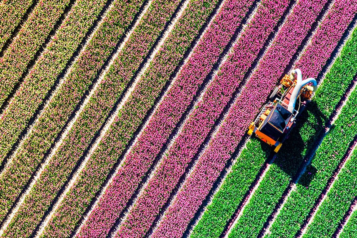rows of colored crops