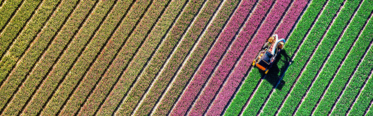 aerial view of flowers