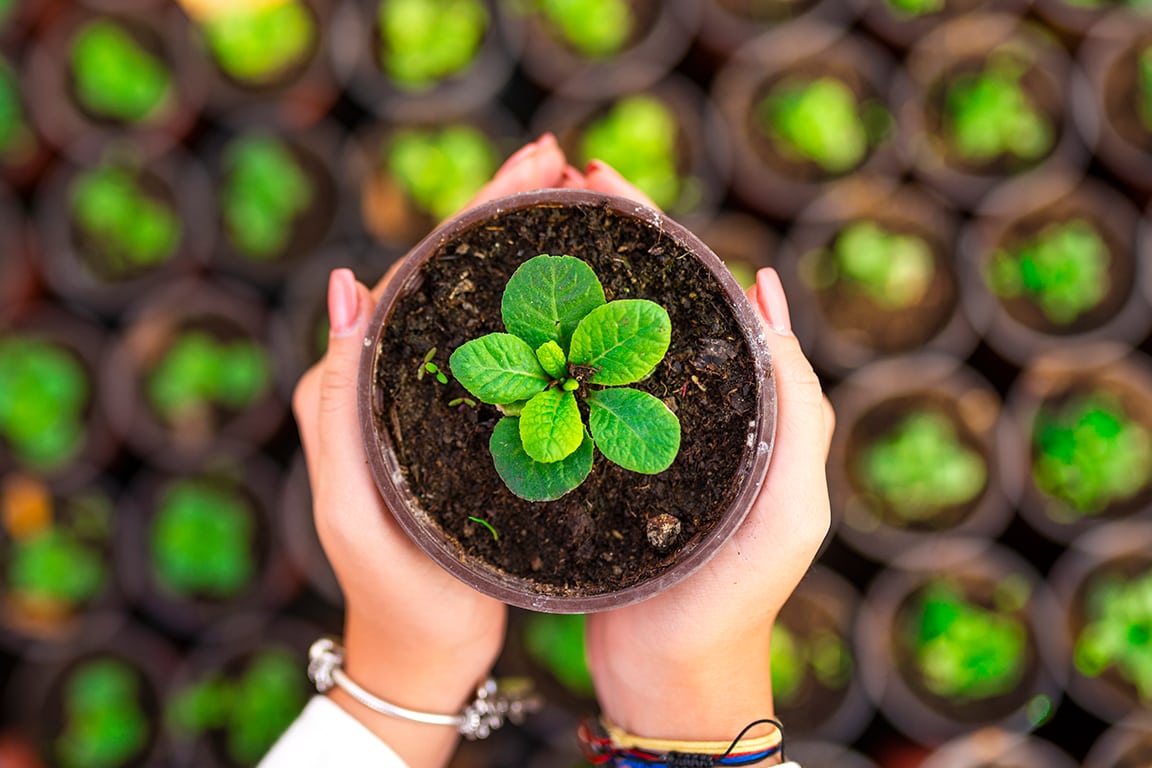 Hands holds a living green plant