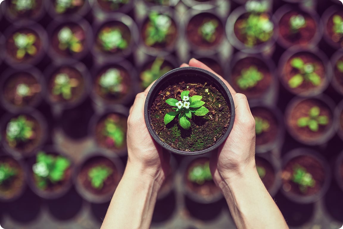Growing plant