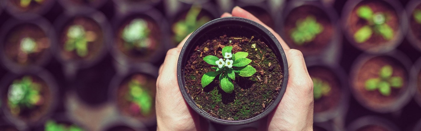 Growing plant
