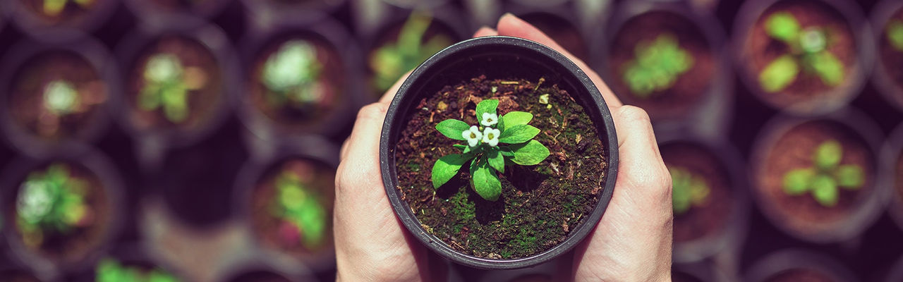 Growing plant